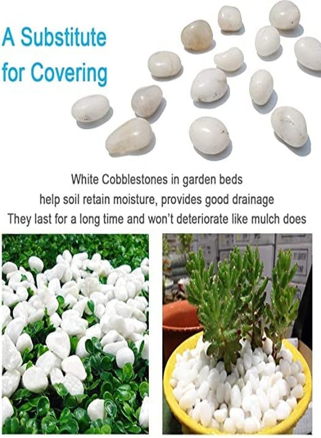 VANNEF Stone Small White Decorative Pebbles for Garden & Home Decor (White, 1950gm) - Image 3