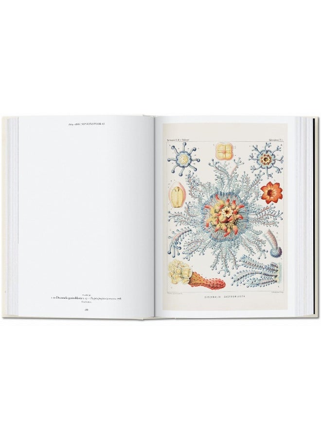 The Art and Science of Ernst Haeckel. 40th Ed.  - Image 5