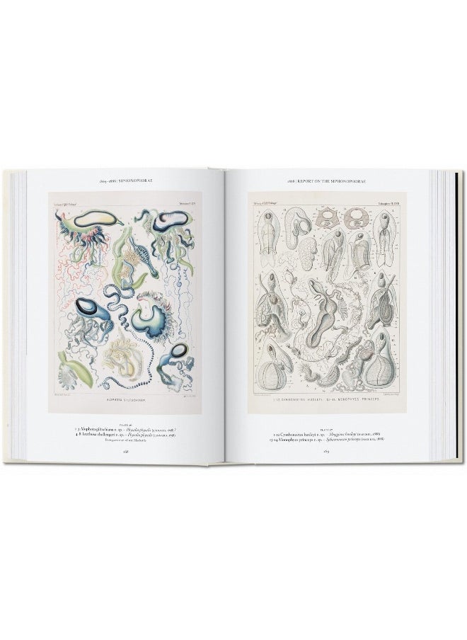 The Art and Science of Ernst Haeckel. 40th Ed.  - Image 4