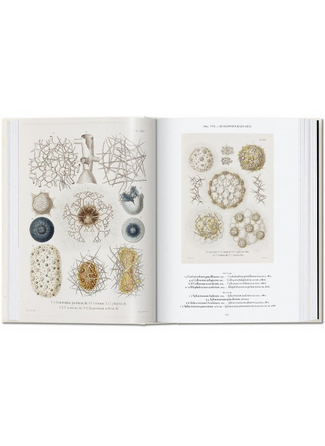 The Art and Science of Ernst Haeckel. 40th Ed.  - Image 2