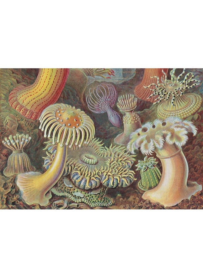 The Art and Science of Ernst Haeckel. 40th Ed.