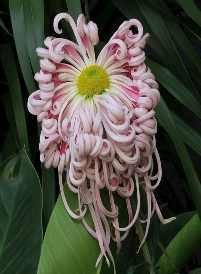 جي جوت 100 قطعة من بذور الأقحوان، زهور معمرة وردية رومانسية، رائحة منعشة، ديكور منزلي، حديقة، شرفة، فناء، يمكن حصادها على مدار العام، زراعة خارجية - Image 2