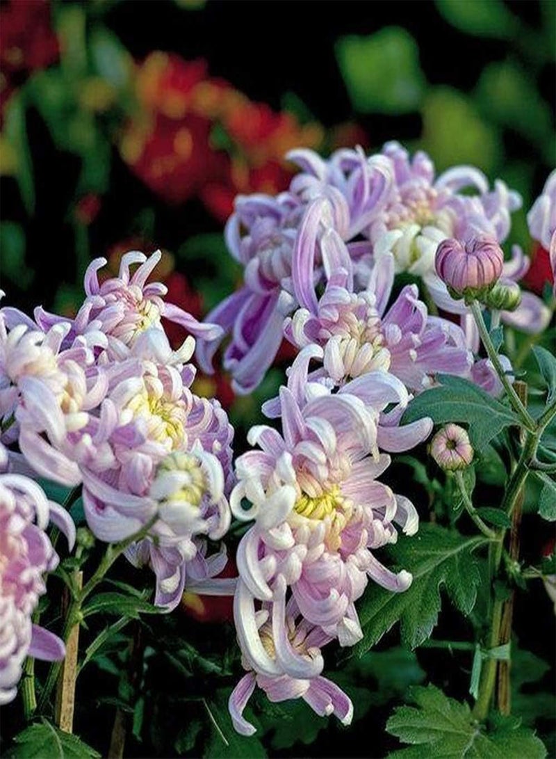 جي جوت 100 قطعة من بذور الأقحوان، زهور معمرة وردية رومانسية، رائحة منعشة، ديكور منزلي، حديقة، شرفة، فناء، يمكن حصادها على مدار العام، زراعة خارجية - Image 3