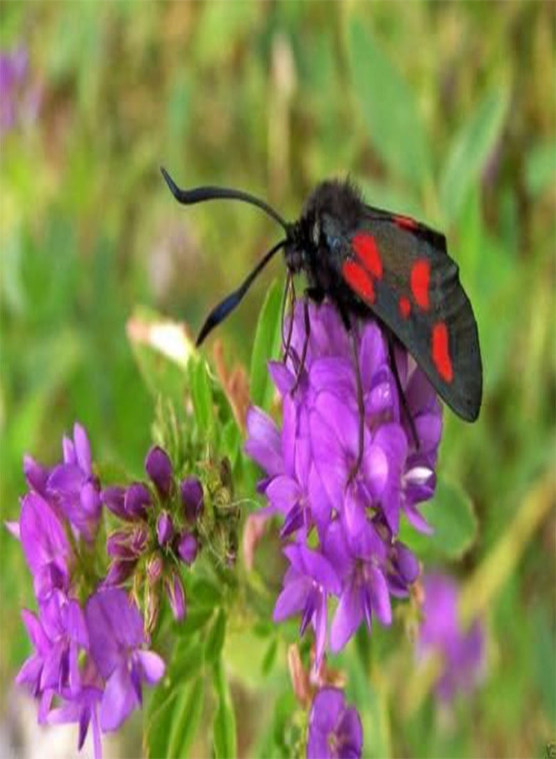 GGOOT HEAL ALL Prunella (Prunella Grandiflora Rubra) 200 Purple Herb,Flower Seeds ! - Image 1