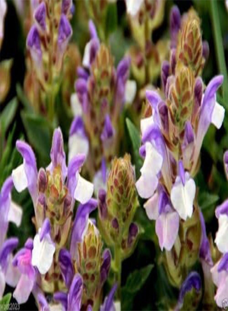 GGOOT HEAL ALL Prunella (Prunella Grandiflora Rubra) 200 Purple Herb,Flower Seeds ! - Image 2