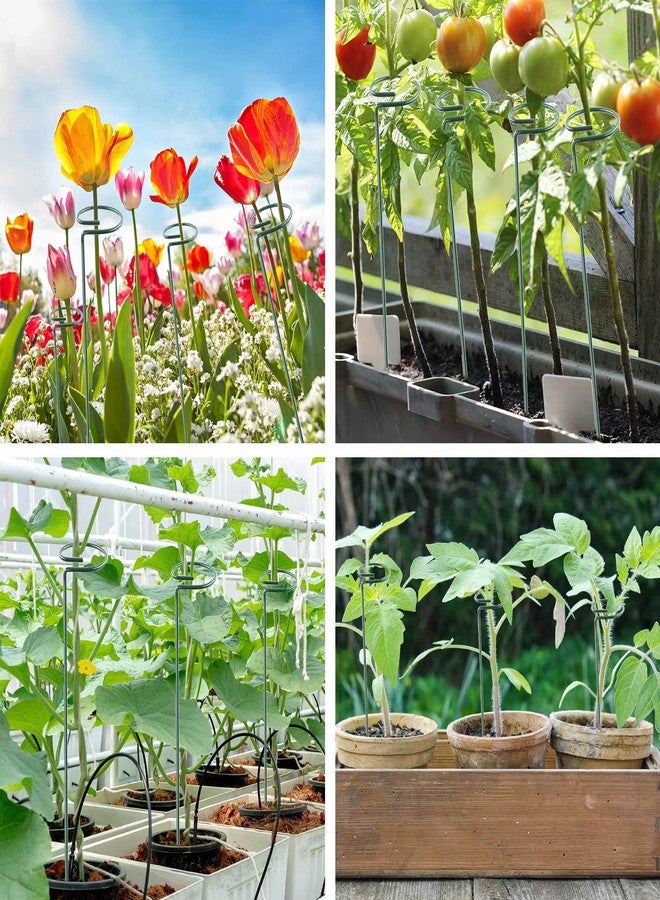 Thealyn 12 Pieces Plant Stake Support ,Garden Single stemmed Plant Support Hoops, Plant Prop, for Flowers,Orchid, Tomatoes Peony Lily Rose (36 inch) - Image 5