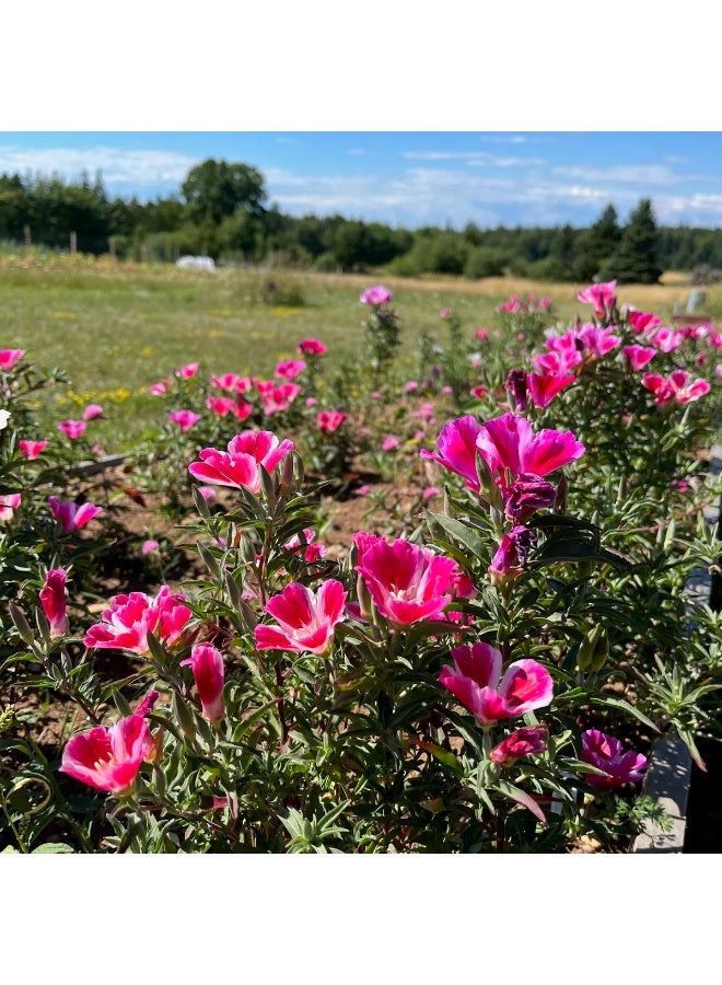 ڤسيل24 بذور زهرة جوديتيا – زهور كلاركيا أمينا الملونة للحدائق المنزلية والزراعة الخارجية - Image 4