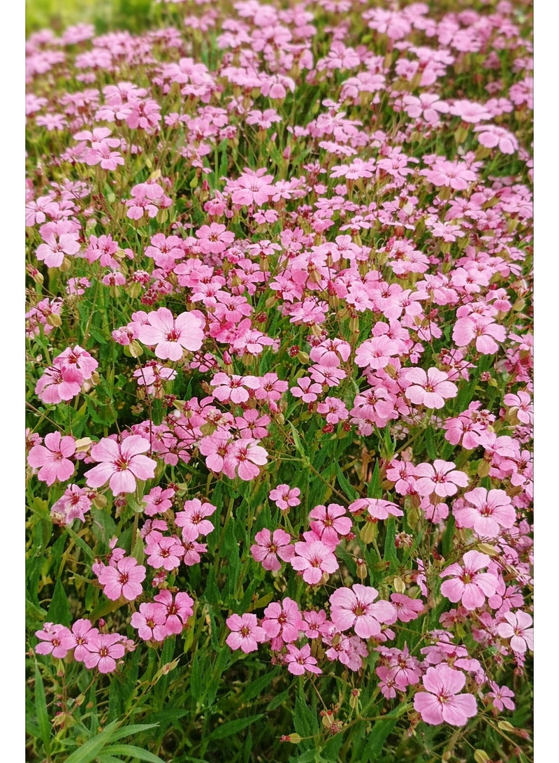 ڤسيل24 بذور زهرة جوديتيا – زهور كلاركيا أمينا الملونة للحدائق المنزلية والزراعة الخارجية - Image 1