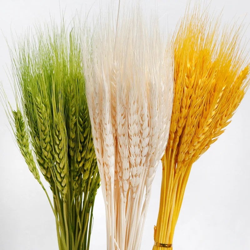 Bluejw G105 Natural Dried Wheat Stalks Bouquet - Golden Wheat Sheaves for DIY Floral Arrangements, Dried Plants Home Decor - Image 5