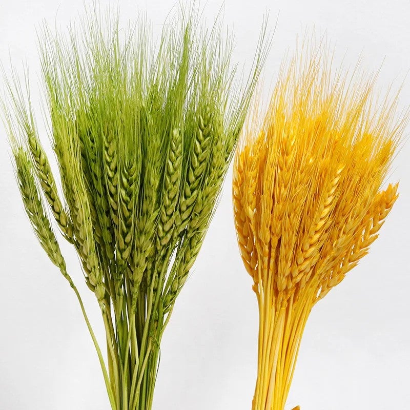 Bluejw G105 Natural Dried Wheat Stalks Bouquet - Golden Wheat Sheaves for DIY Floral Arrangements, Dried Plants Home Decor - Image 3