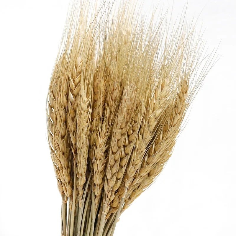 Bluejw G105 Natural Dried Wheat Stalks Bouquet - Golden Wheat Sheaves for DIY Floral Arrangements, Dried Plants Home Decor - Image 1