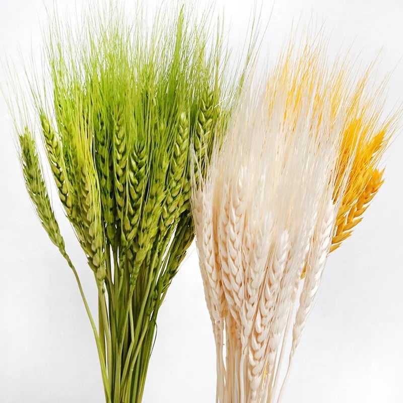 Bluejw G105 Natural Dried Wheat Stalks Bouquet - Golden Wheat Sheaves for DIY Floral Arrangements, Dried Plants Home Decor - Image 2