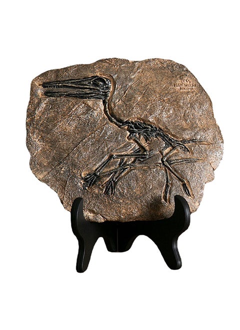 Handcrafted Dinosaur Skeleton Model - Resin Fossils Sculpture with Realistic Details, High Durability, Low Maintainance and a Perfect Home or Office Decoration