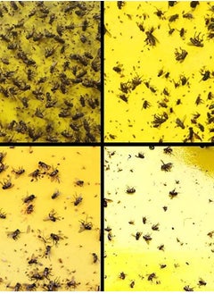 Lavish 10-Piece Double-sided Yellow Greenhouse Sticky Traps Bugs Board Multiple Flying Insect Catching Control Sticker Size 25 x 16 CM  - Image 4