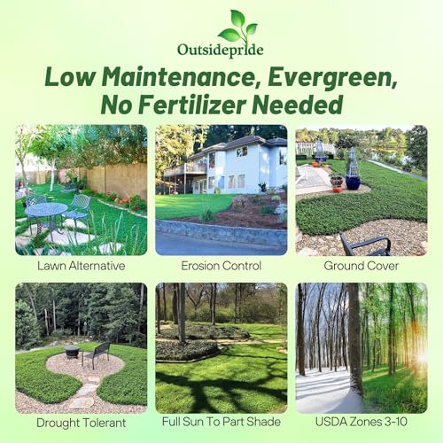 Outsidepride Perennial White MiniClover Seed - 1/4 lb. Dwarf, Small-Leaved, Drought & Wear-Tolerant Micro Clover Seeds for Lawn, Ideal Low-Maintenance & Easy to Grow Ground Cover Seeds for Home Yard - Image 2