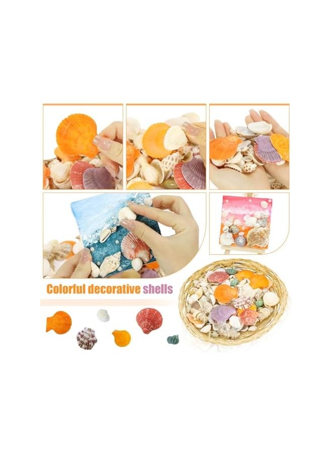 The Bros about 30 Pcs Sea Shells Mixed Ocean Beach Seashells, Colorful Natural Seashells Perfect Accents Fish Tank, Home Decorations, Beach Theme Party, Candle Making, Wedding Decor, DIY Crafts, Fish  - Image 5