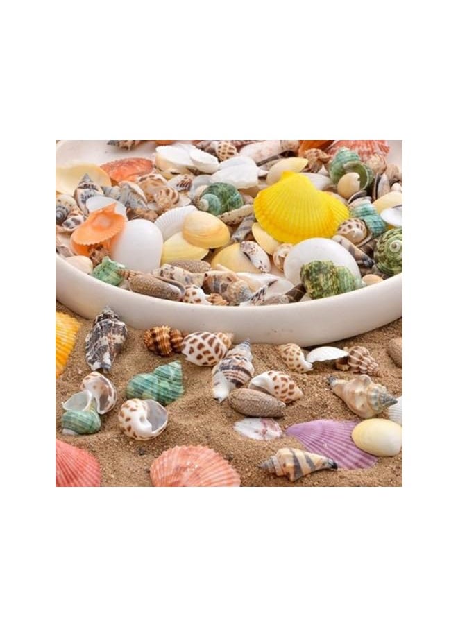 The Bros about 30 Pcs Sea Shells Mixed Ocean Beach Seashells, Colorful Natural Seashells Perfect Accents Fish Tank, Home Decorations, Beach Theme Party, Candle Making, Wedding Decor, DIY Crafts, Fish  - Image 2