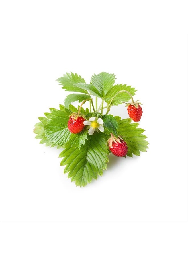 CLICK AND GROW Smart Garden Wild Strawberry Plant Pods, 3 Count ( pack of 1)  - Image 2