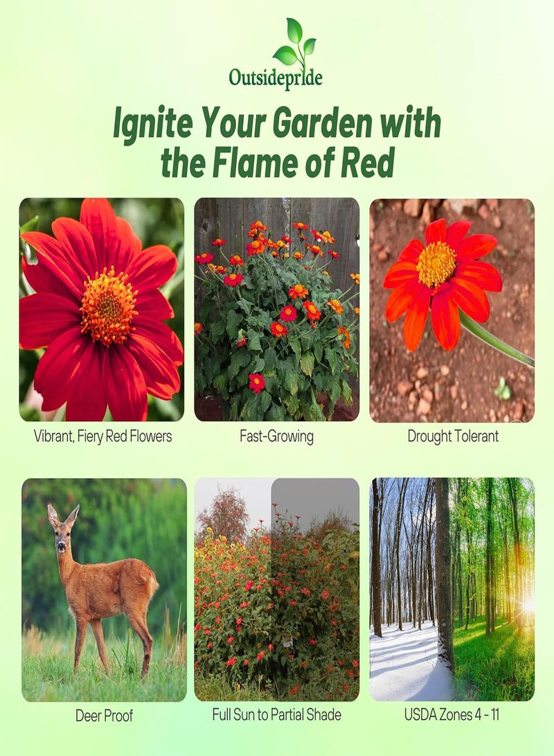 GGOOT Red Torch  Sunflower Seeds - 200 Seeds Annual Tithonia, Fast-Growing, Heat & Drought-Tolerant Flower Seeds for Pollinator Gardens, Landscapes, & Flower Arrangements (AAS Winner) - Image 2