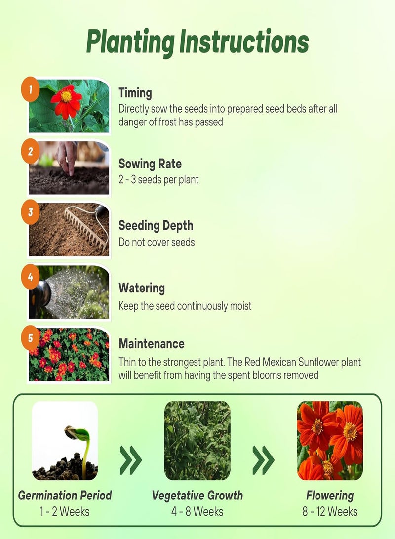 GGOOT Red Torch  Sunflower Seeds - 200 Seeds Annual Tithonia, Fast-Growing, Heat & Drought-Tolerant Flower Seeds for Pollinator Gardens, Landscapes, & Flower Arrangements (AAS Winner) - Image 5