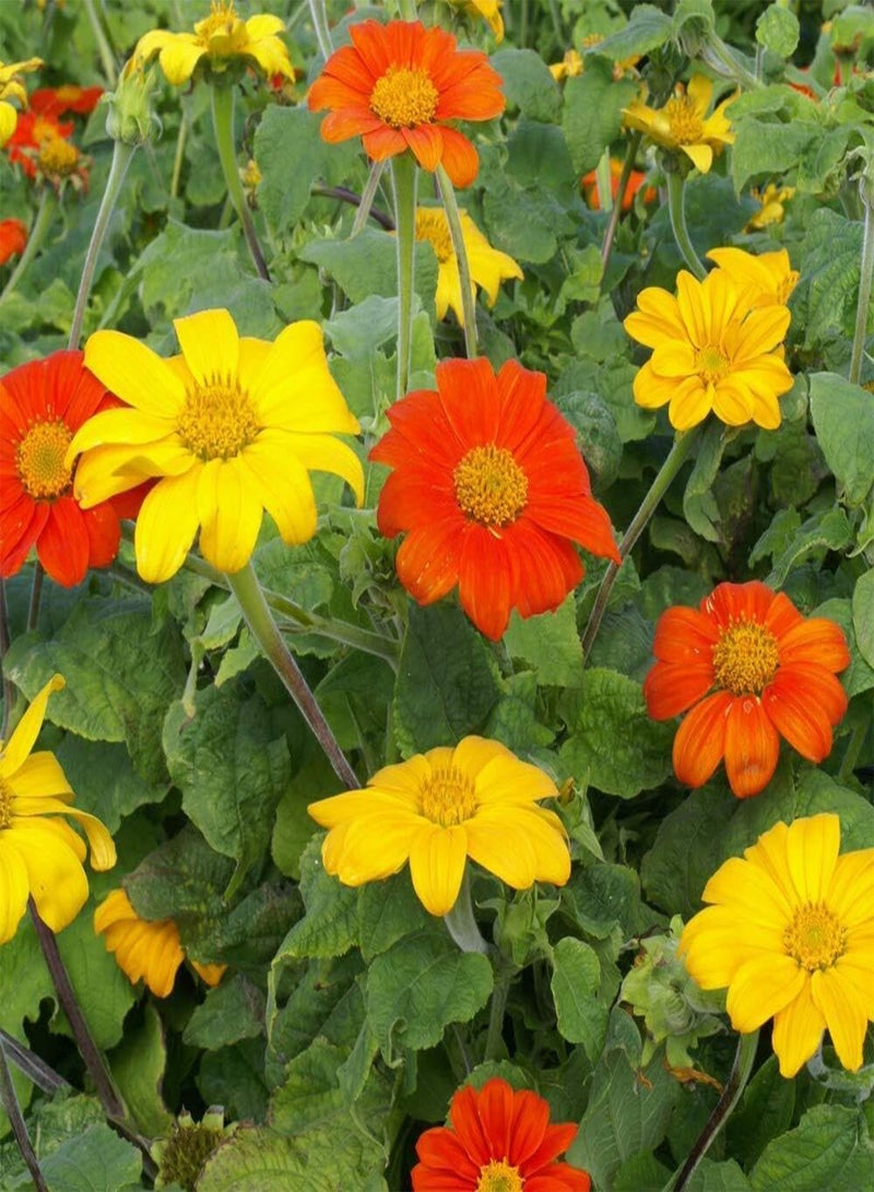 GGOOT Red Torch  Sunflower Seeds - 200 Seeds Annual Tithonia, Fast-Growing, Heat & Drought-Tolerant Flower Seeds for Pollinator Gardens, Landscapes, & Flower Arrangements (AAS Winner) - Image 1