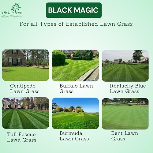 DIVINE TREE Black Magic Lawn Fertilizer for Lush Green Grass - Organic Fertilizer for Healthier, Greener Lawn Grass - Perfect Fast Acting Nutrition for Your Lawn Grass (1kg) - Image 4