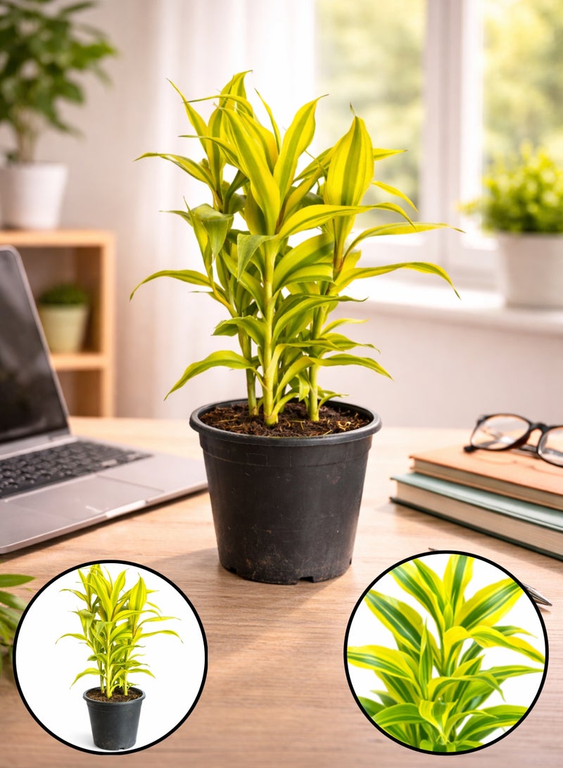 بلانت نبات دراسينا سانديريانا الذهبي المحظوظ، 20-30 سم | نبات داخلي حي محظوظ | نبات منزلي مزخرف بأوراق ذهبية متنوعة لتزيين المنزل والمكتب - Image 1