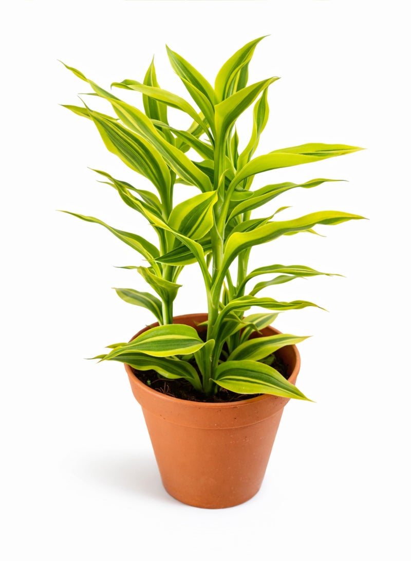 بلانت نبات دراسينا سانديريانا الذهبي المحظوظ، 20-30 سم | نبات داخلي حي محظوظ | نبات منزلي مزخرف بأوراق ذهبية متنوعة لتزيين المنزل والمكتب - Image 4