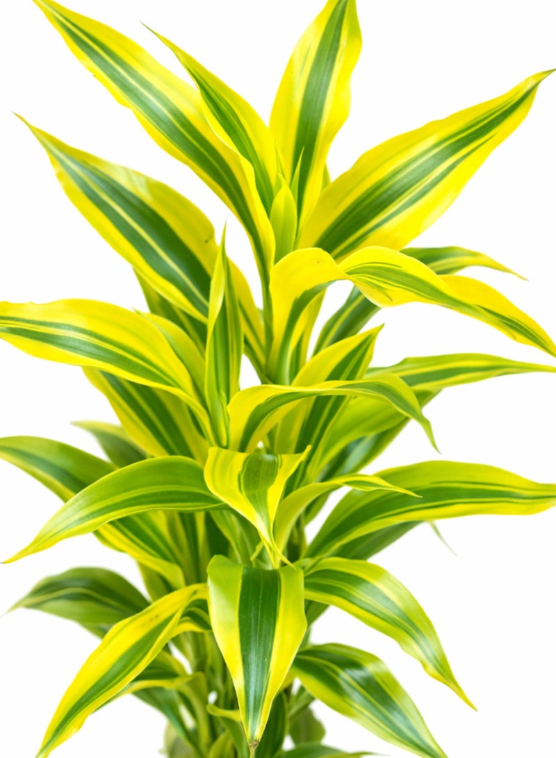 بلانت نبات دراسينا سانديريانا الذهبي المحظوظ، 20-30 سم | نبات داخلي حي محظوظ | نبات منزلي مزخرف بأوراق ذهبية متنوعة لتزيين المنزل والمكتب - Image 3