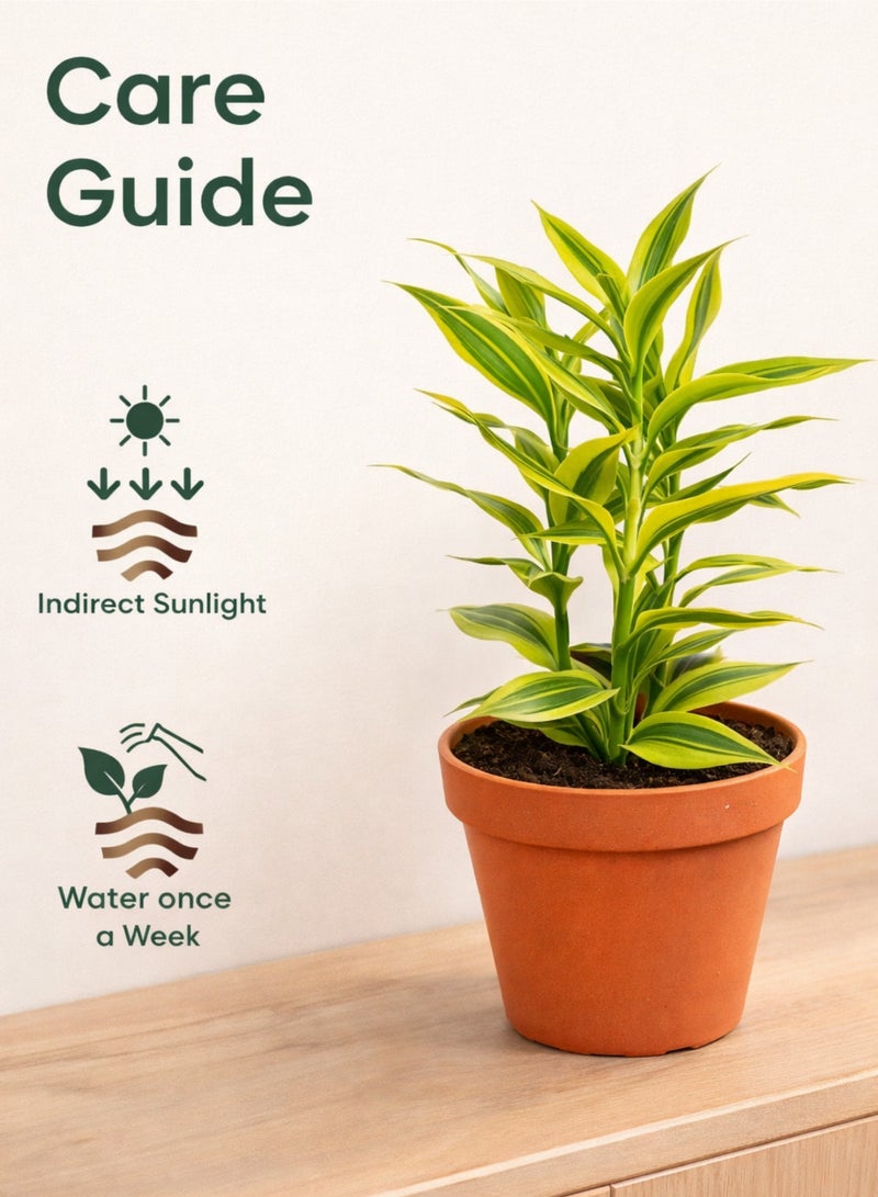 بلانت نبات دراسينا سانديريانا الذهبي المحظوظ، 20-30 سم | نبات داخلي حي محظوظ | نبات منزلي مزخرف بأوراق ذهبية متنوعة لتزيين المنزل والمكتب - Image 5