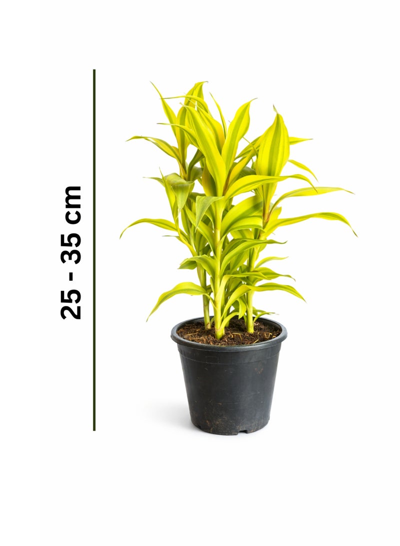 PLANT Dracaena Sanderiana Gold Lucky Bamboo Plant 25–35cm | Live Indoor Lucky Plant | Golden Variegated Decorative Houseplant for Home, Office & Desk Decor - Image 2