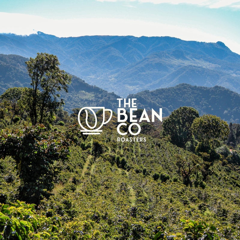 THE BEAN CO مزيج أرابيكا من THE BEAN CO | تحميص متوسط | حبوب قهوة محمصة | 100% أرابيكا (حبوب كاملة، 500 جرام) - Image 5