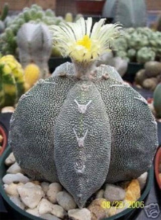 Astrophytum Myriostigma Onzuka (PKD) Exotic Japan Cultivar Rare Cactus 100 Seeds - pzsku/Z184A7EAFE5D3A192AB86Z/45/1749213651/c8002929-ecfe-4725-942b-af7d0e068650