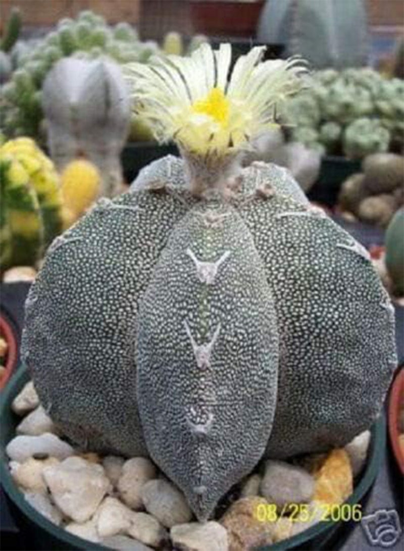 Astrophytum Myriostigma Onzuka (PKD) Exotic Japan Cultivar Rare Cactus 100 Seeds