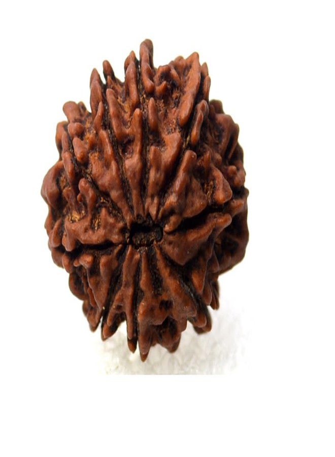 Certified Gems 9 Mukhi Rudraksha 9 Mukhi Rudraksha Original Certified Nepali 20mm with Capping 9 मुखी रुद्राक्ष Blessed Maa Durga Nine Mukhi Rudraksha 9 Face Rudraksha Original Nepal 9 Mukhi by Certified Gems - Image 3