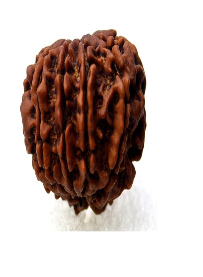 Certified Gems 9 Mukhi Rudraksha 9 Mukhi Rudraksha Original Certified Nepali 20mm with Capping 9 मुखी रुद्राक्ष Blessed Maa Durga Nine Mukhi Rudraksha 9 Face Rudraksha Original Nepal 9 Mukhi by Certified Gems - Image 2