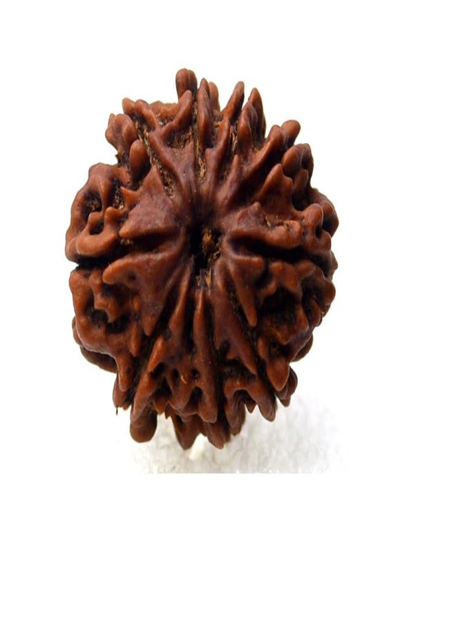 Certified Gems 9 Mukhi Rudraksha 9 Mukhi Rudraksha Original Certified Nepali 20mm with Capping 9 मुखी रुद्राक्ष Blessed Maa Durga Nine Mukhi Rudraksha 9 Face Rudraksha Original Nepal 9 Mukhi by Certified Gems - Image 1