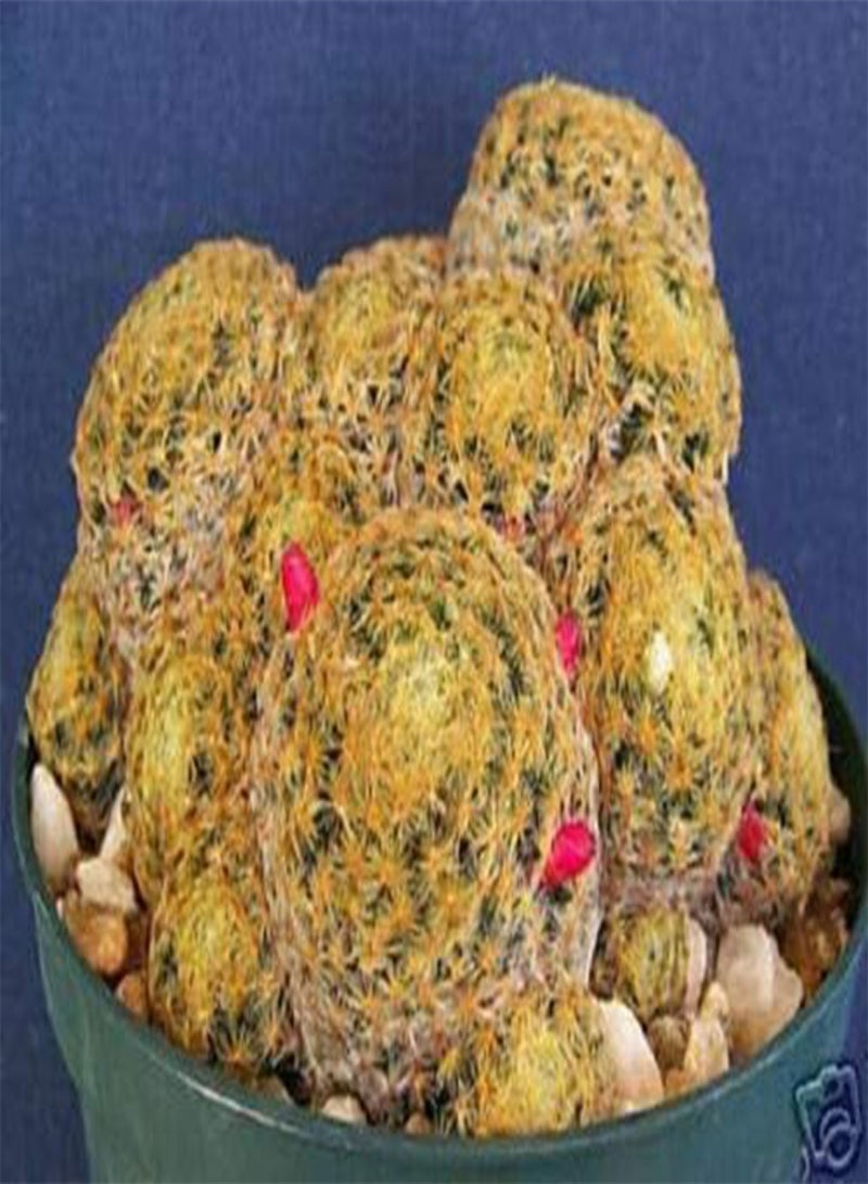 ماميلاريا شيديانا (PKD) زهرة وسادة الدبابيس الغريبة صبار نادر 100 بذرة