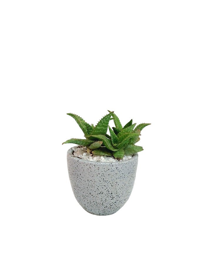 Shatla Shop Aloe Plant with Grey Terrazzo Pot 