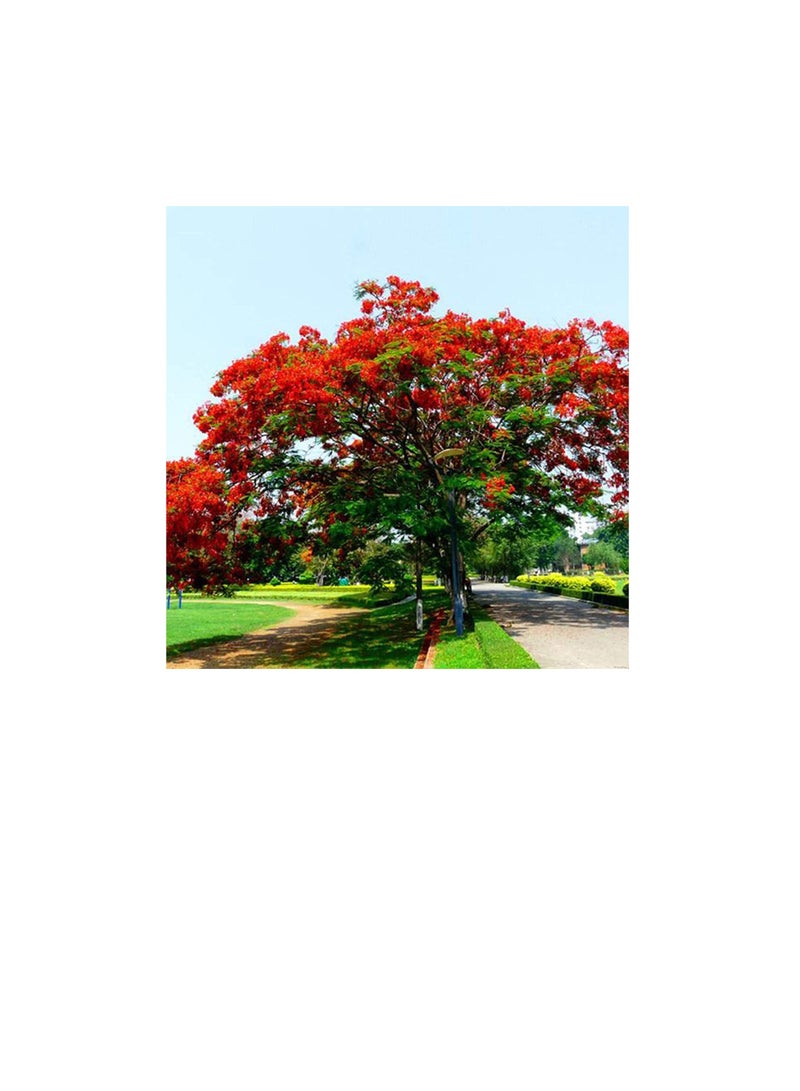 10 Pcs Delonix Regia Seeds Outdoor Bonsai Flamboyant Flame Tree Garden Plant - Image 3