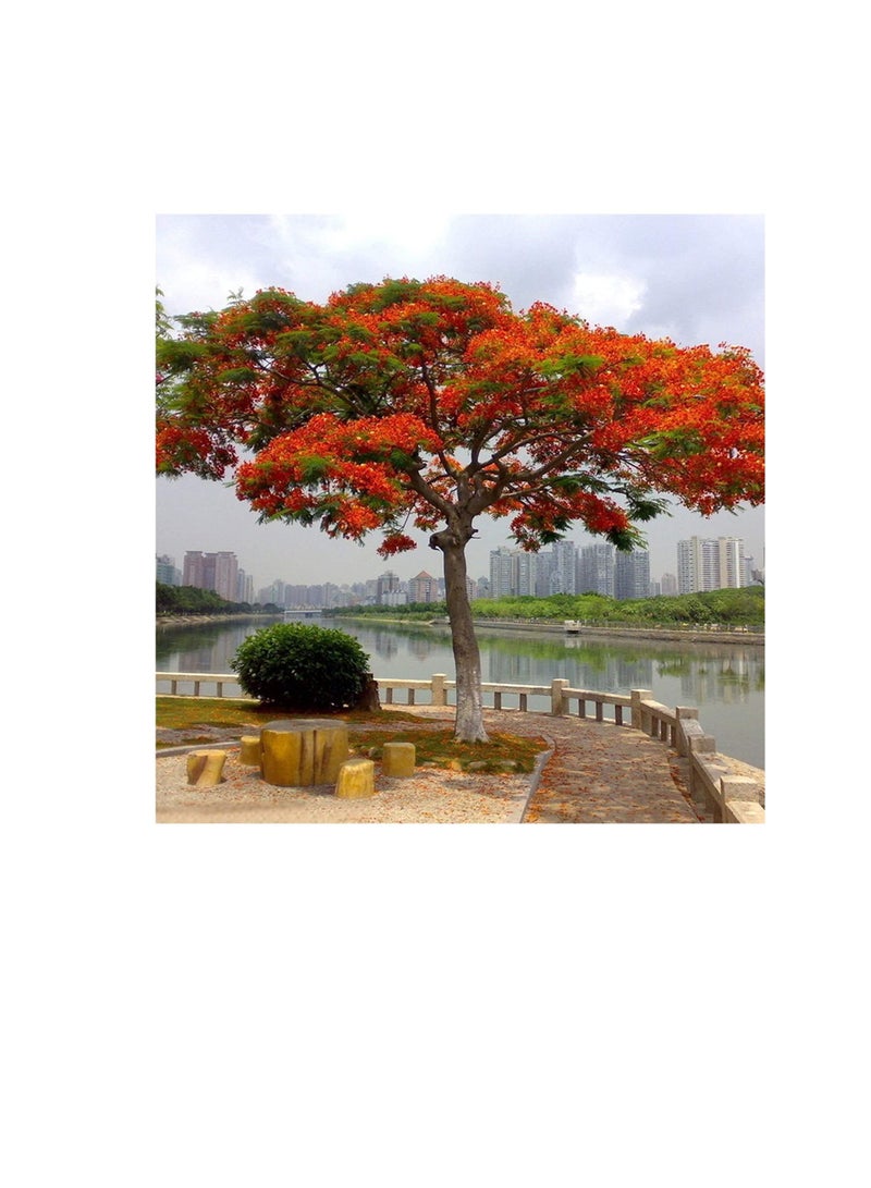 10 Pcs Delonix Regia Seeds Outdoor Bonsai Flamboyant Flame Tree Garden Plant - Image 1