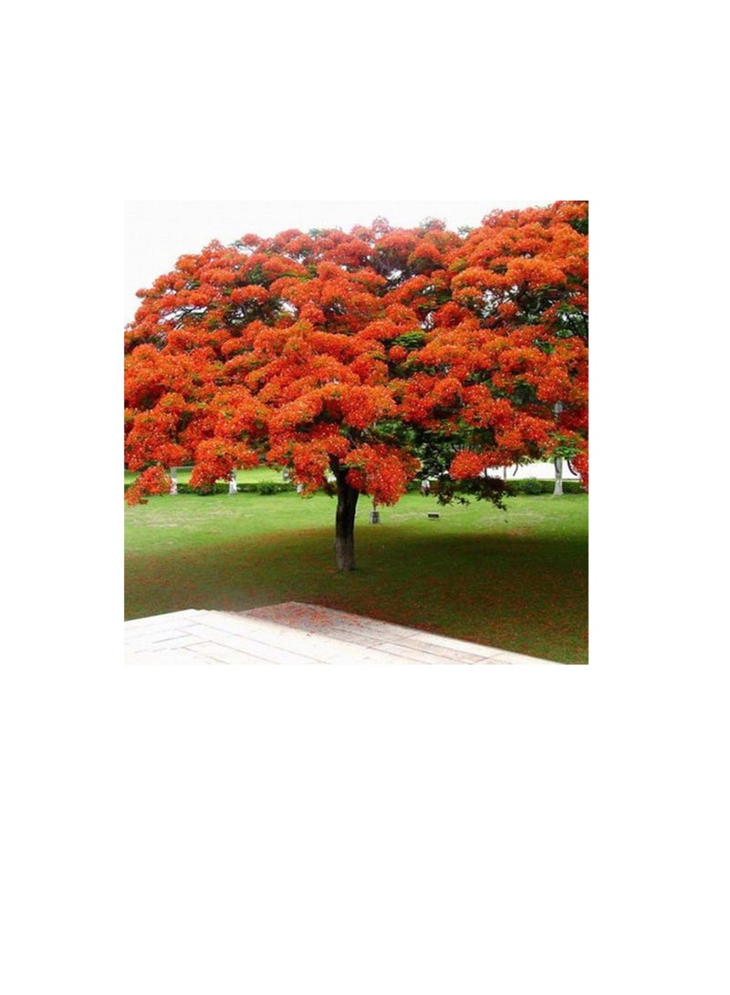 10 Pcs Delonix Regia Seeds Outdoor Bonsai Flamboyant Flame Tree Garden Plant - Image 2