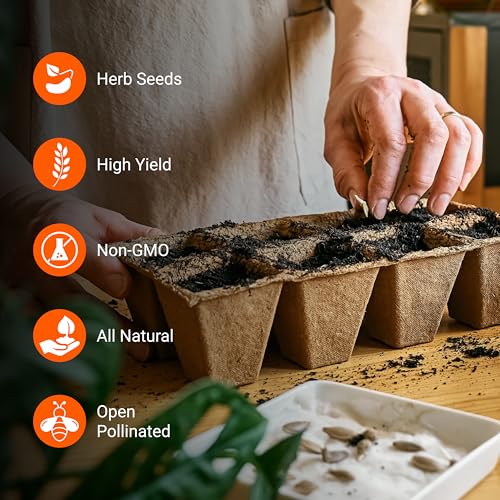 Open Seed Vault | 4,000 Heirloom Seeds | 12 Variety Pack of Herb Seeds | 2026 Season | Non GMO Vegetable and Fruit Seeds | Planting Outdoor & Indoor Garden | Gardening Starter Kit High Yield Produce - Image 5