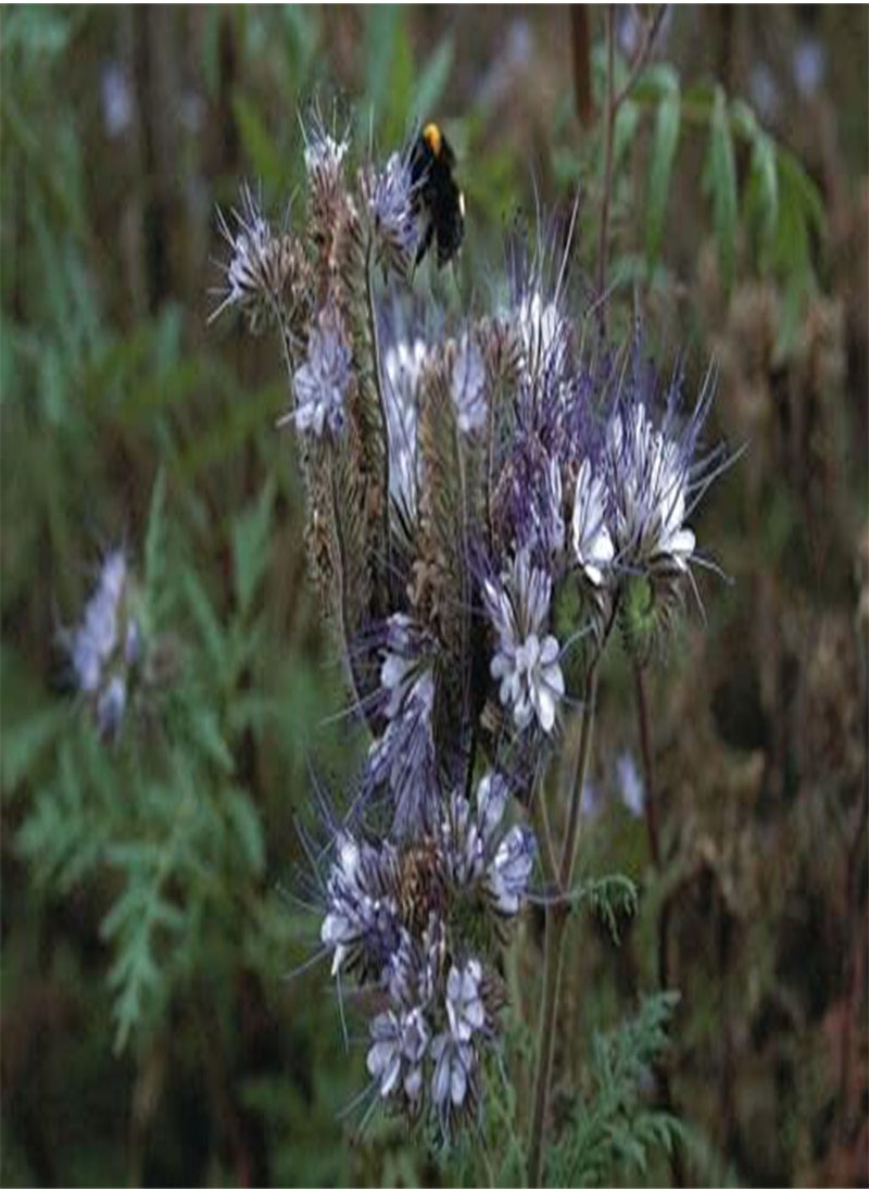 GGOOT Phacelia Tanacetifolia Green Manure Seeds by Heavy Torch (500 Seeds)  - Image 2