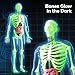GobiDex Human Body Skeleton Model Kits 40 Piece Anatomy FigureGlow in The Dark Bones Interactive Science Kit STEM Educational Toys for Boys and Girls Halloween Physiology Gifts for Kids Ages 8 - Image 3