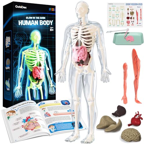 GobiDex Human Body Skeleton Model Kits 40 Piece Anatomy FigureGlow in The Dark Bones Interactive Science Kit STEM Educational Toys for Boys and Girls Halloween Physiology Gifts for Kids Ages 8 - Image 1