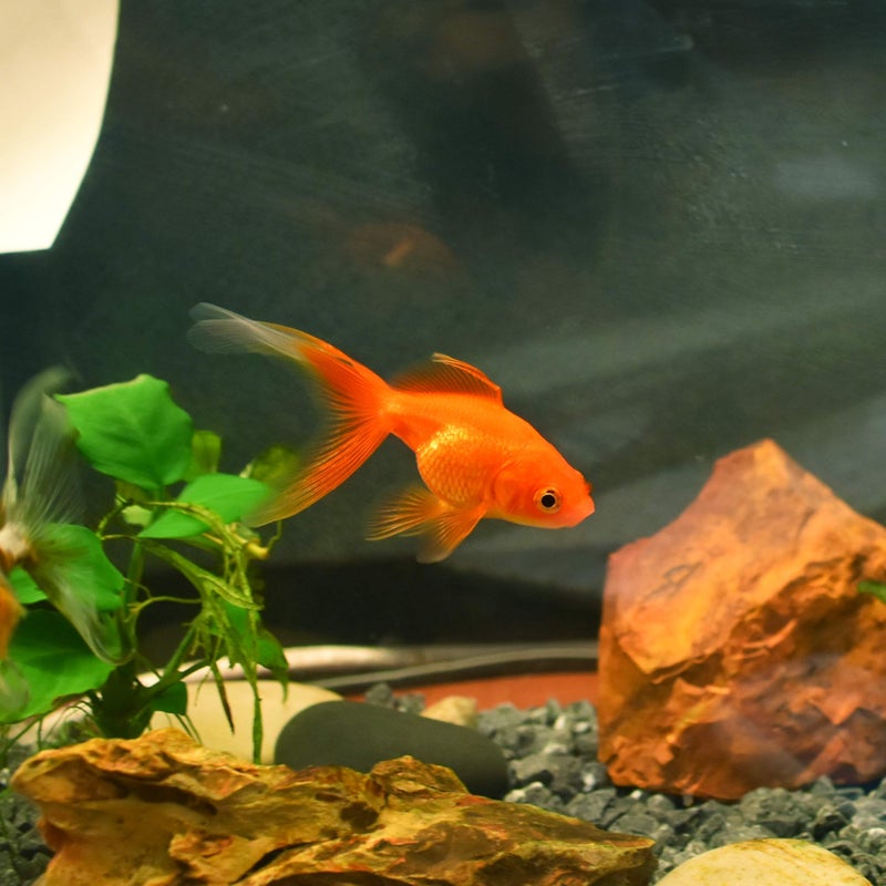 Seachem Gold Salt, 70 g / 2.5 oz - Image 2