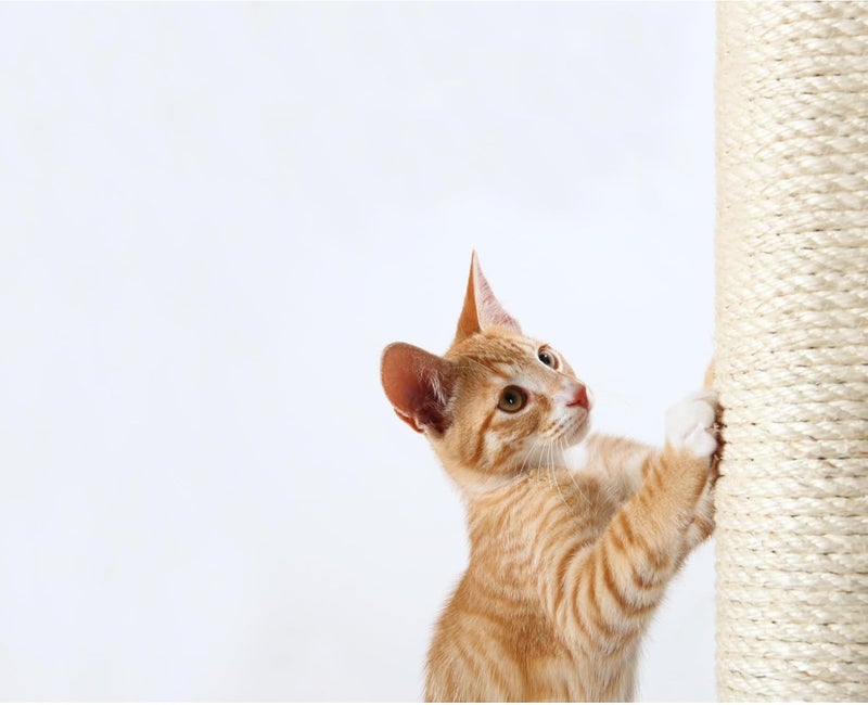 TRIXIE Replacement Sisal Post for Scratching Posts Cat Trees and Cat Towers 35 in x 118 in 9 x 30 cm - Image 2