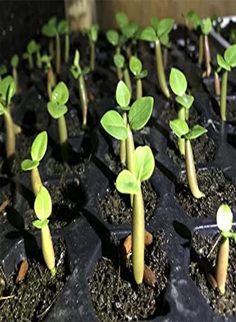 GGOOT Desert Rose Seeds (Adenium Obesum) 5+ Seeds House Plant Bonsai - Image 3