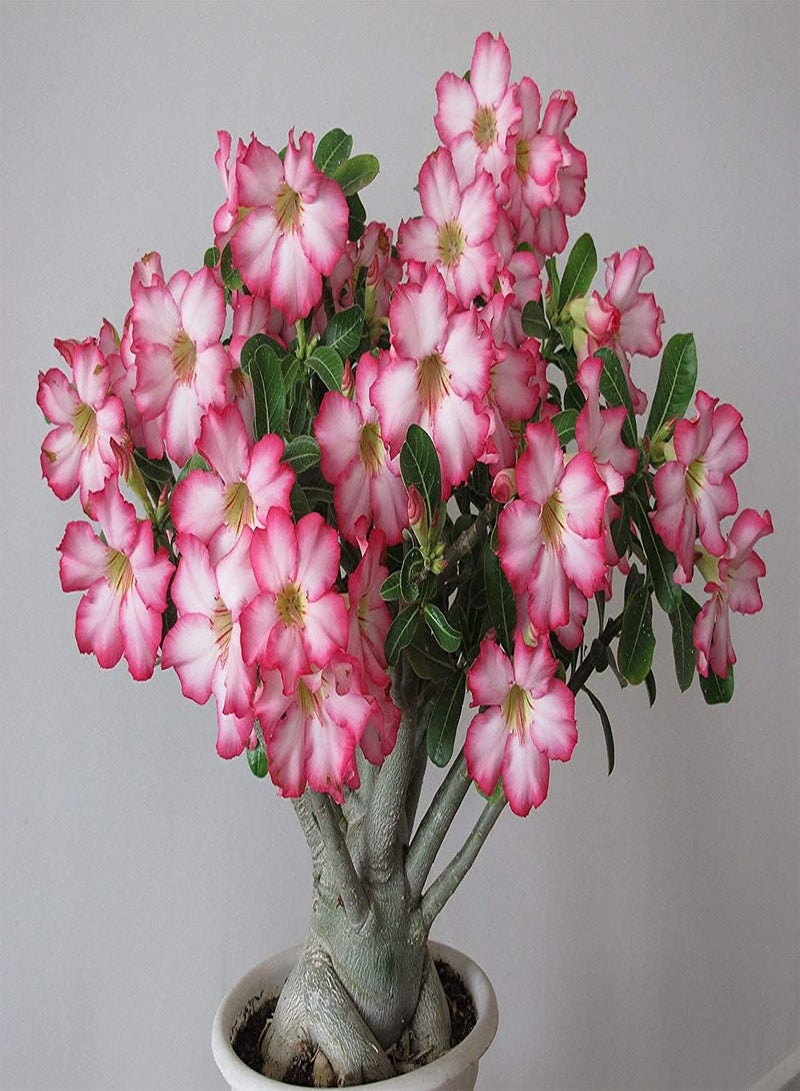 GGOOT Desert Rose Seeds (Adenium Obesum) 5+ Seeds House Plant Bonsai - Image 4